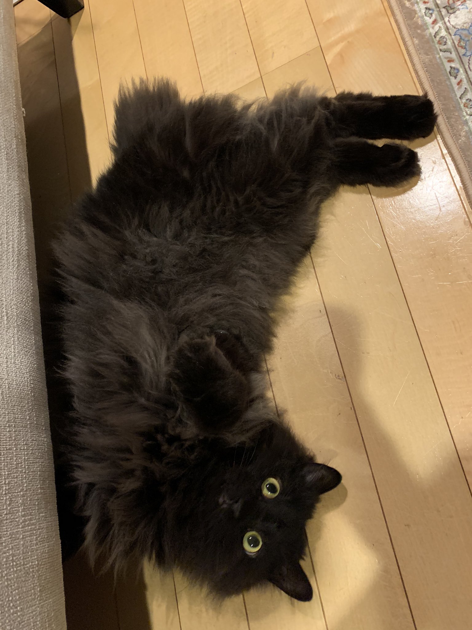 黒猫 on X: 