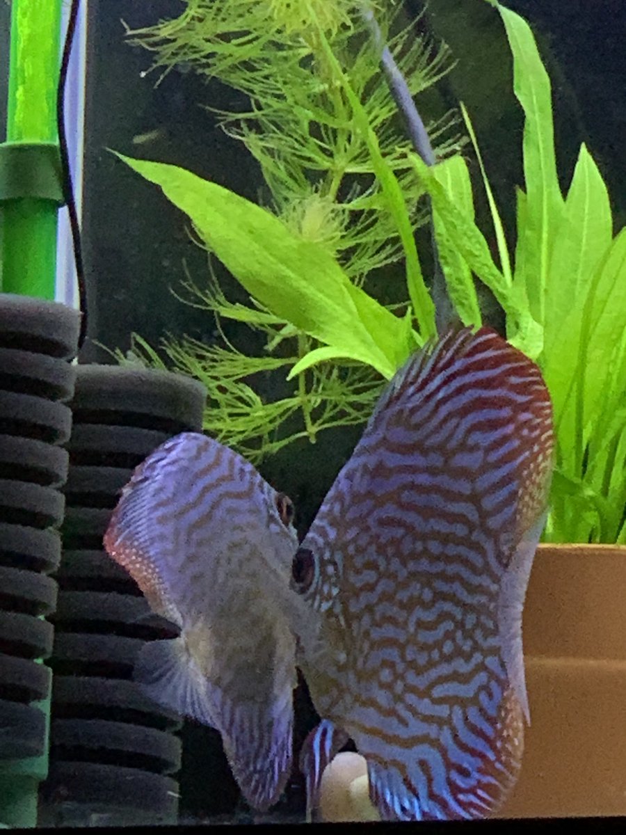 あ〜〜〜💦

産み出したよう〜😍

そんな所に産みますか😭？

でもめっちゃ嬉しい✌︎('ω')✌︎

＃ディスカス
＃ロートターキス