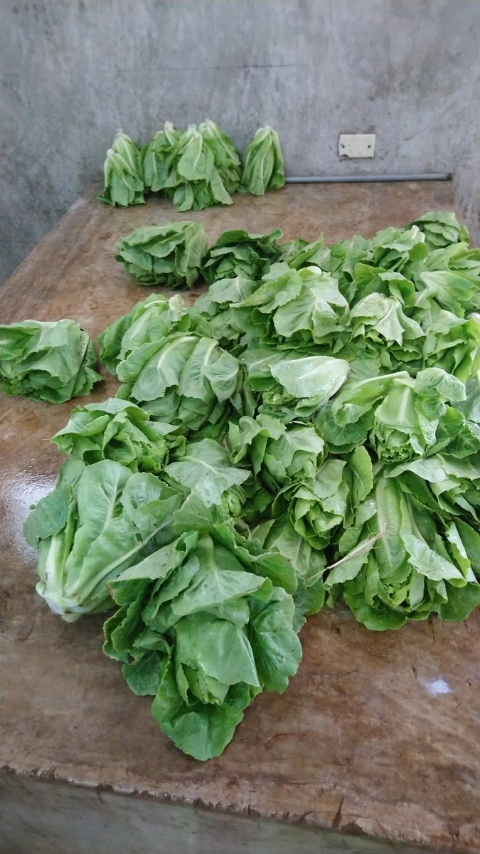 gavinmyaz's tweet image. Good morning. Rock Springs Farm reaped too much Romaine lettuce this morning for a customer. We have approximately 50lbs available for sale @ $200/lb. Call or message. Thanks