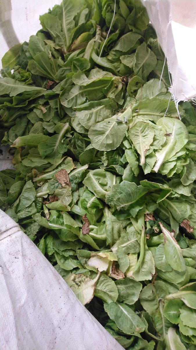 gavinmyaz's tweet image. Good morning. Rock Springs Farm reaped too much Romaine lettuce this morning for a customer. We have approximately 50lbs available for sale @ $200/lb. Call or message. Thanks
