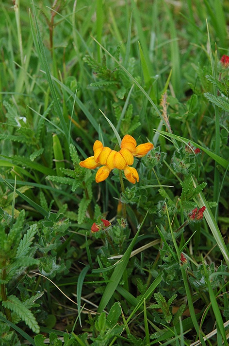 No 1 Lotus corniculatus Bird’s-foot Trefoil, Part 3/3Has 130 dependents: inc. 21 Coleoptera (Beetles & Weevils); 6 Diptera (Flies); 6 Hymenoptera (Sawflies, Bees, Ants, Wasps); 6 Hemiptera (Cicadas, Aphids, Planthoppers, Leafhoppers, Shield Bugs)