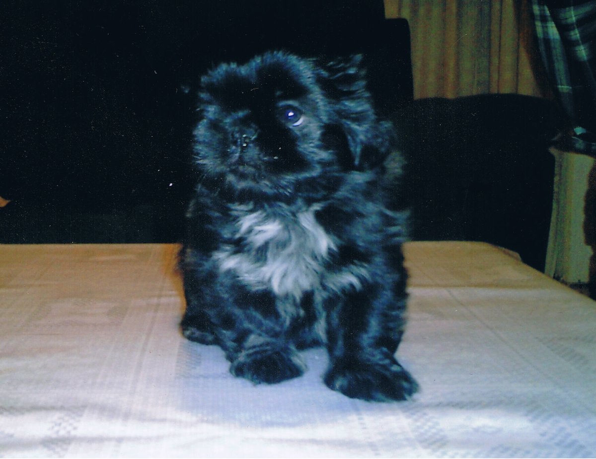 Alejandro LL. tweet media