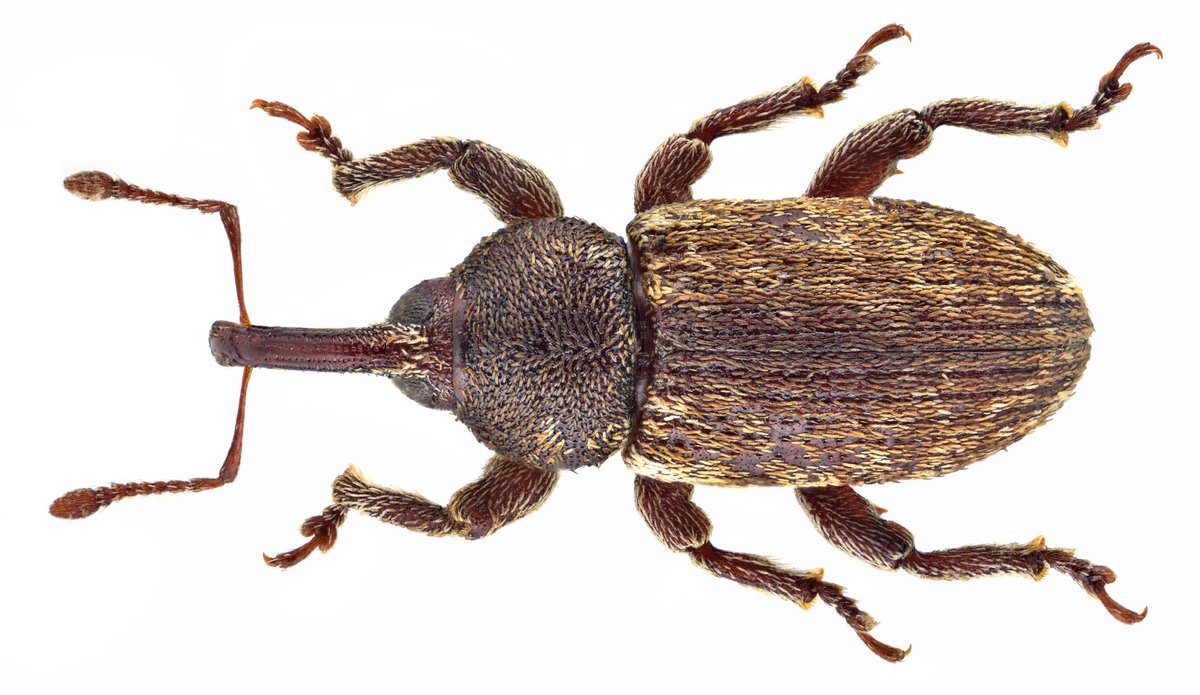 Pachytychius haematocephalus, the Gilkicker weevil, a true weevil, named for Fort Gilkicker, Gosport, Hampshire. Found in coastal grasslands & shingle. The larvae develop in the pods of Lotus corniculatus.  Pic by Udo Schmidt, CC BY-SA 2.0