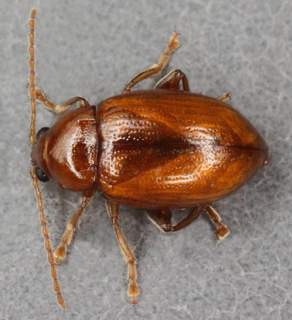 Neocrepidodera ferruginea, a leaf beetle found in meadows & cereal crops (a minor grain pest). Polyphagous; hosts include members of the Poaceae, Asteraceae), & several Fabaceae.Larvae mine stalks of the host plants.  Pic by Janet Graham, Fenns Moss, North Wales, CC BY 2.0