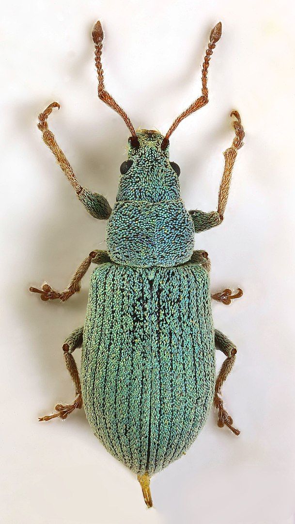 Phyllobius viridiaeris, Green Nettle weevils feed on leaves & flowers of a range of herbaceous plants including Lotus corniculatus. Larvae are subterranean & feed on the roots. Pic by Janet Graham, Tywyn Gwyn dunes, North Wales, CC BY 2.0