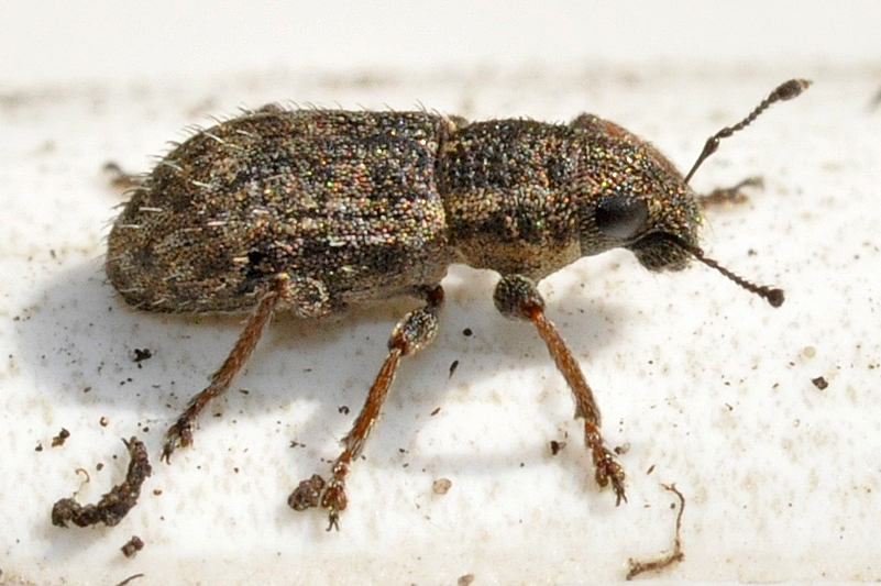 Sitona hispidulus, Clover root weevil, larvae eat root nodules; adults eat the leaves, especially of clover (Trifolium). It is noticeably bristly hence its specific name Pic by Francisco Welter-Schultes, CC0