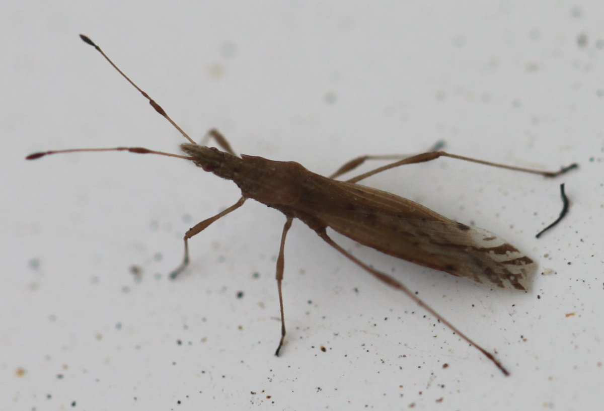 Berytidae: Berytinus signoreti, a Stilt Bug, favouring sunny sites in sandy and chalky habitats, using several of the Fabaceae as larval hosts; Lotus corniculatus, Ononis & Medicago. Pic by Slimguy, CC BY 4.0