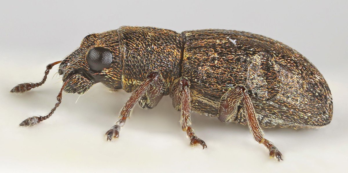 Sitona sulcifrons, a clover weevil that may attack clovers, Lucerne & Alfalfa. Larvae feed on the root nodules. They can affect the yield of peas, field beans, broad beans & can transmit viruses Pic by Janet Graham, Minera, North Wales, CC BY 2.0