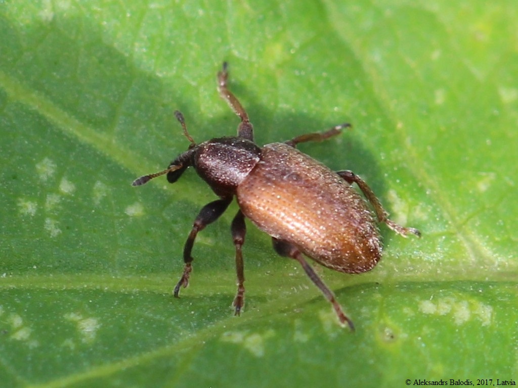 Hypera meles, a clover weevil that eats the leaves & stems of clover & other Fabaceae, inc. Lotus corniculatus, at all stages of the lifecycle, weaving a netlike cocoon in which to pupate. Pic by AfroBrazilian, CC BY-SA 4.0