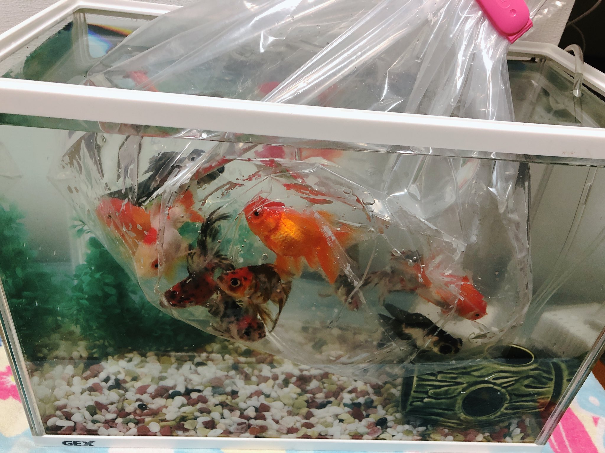 ごんたくれ さすがプロ のんびりな丸型金魚のみ 和金型は居ない 混泳はさせられないし さて 困った 15匹も入れる水槽がない 用意してたのはmサイズ水槽 一番大きいlサイズを慌てて引っ張り出した Lでも 狭いよ 可哀想だ エアーポンプも2個