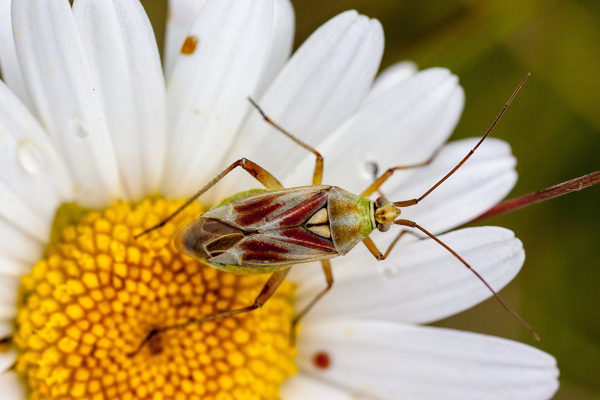 Miridae: Calocoris roseomaculatus, Rose-spotted plant bug, is an attractively marked bug that feeds on Lotus corniculatus, Restharrow, Salad Burnet and Kidney Vetch at all stages in its lifecycle Pic by Michael Apel, CC BY-SA 3.0