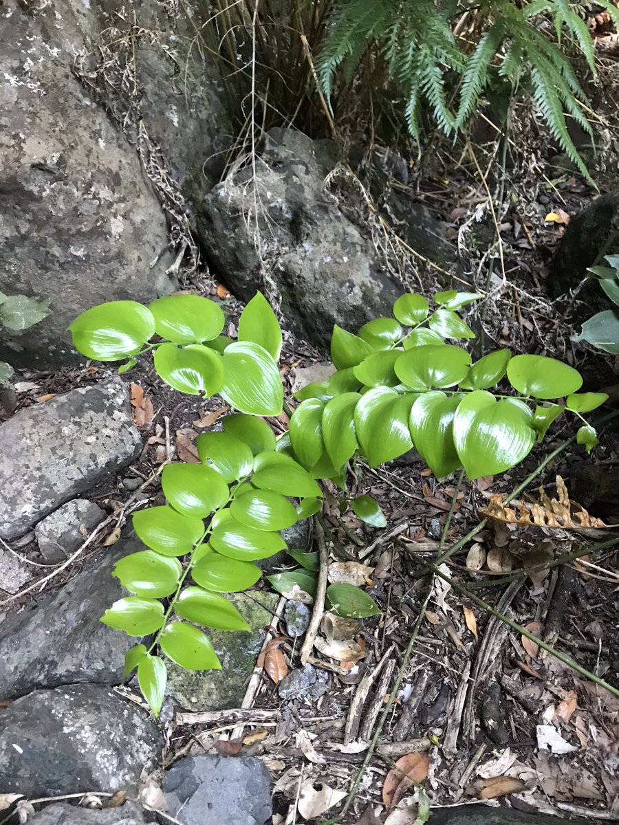 TurismoLosSilos's tweet photo. Nuestra naturaleza 🌿 es nuestra gran baza, ¡protégela por favor! 💚#LosSilos #IslaBaja #ParqueRural #Teno #IslasCanarias #CanaryIslands #KanarischeInseln #NatureSurprenante #PaysageProtégé #ParcRural #ProtectOurNature #SchutzDerNatur https://t.co/2riOS3WmQw