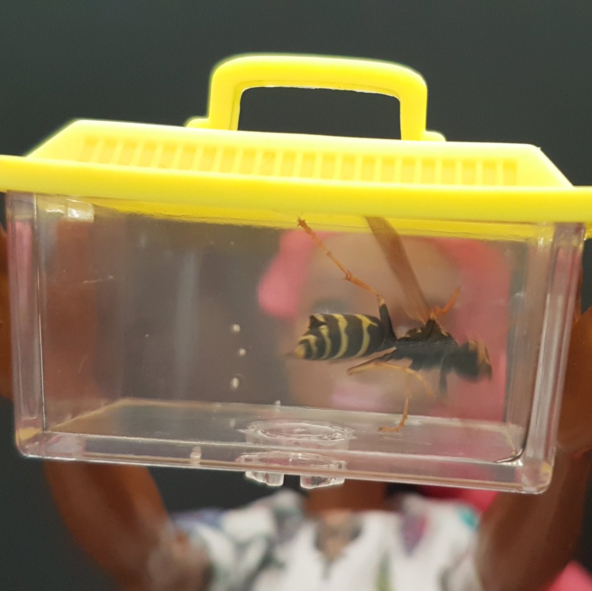 This one had a male who emerged... She has been released. 