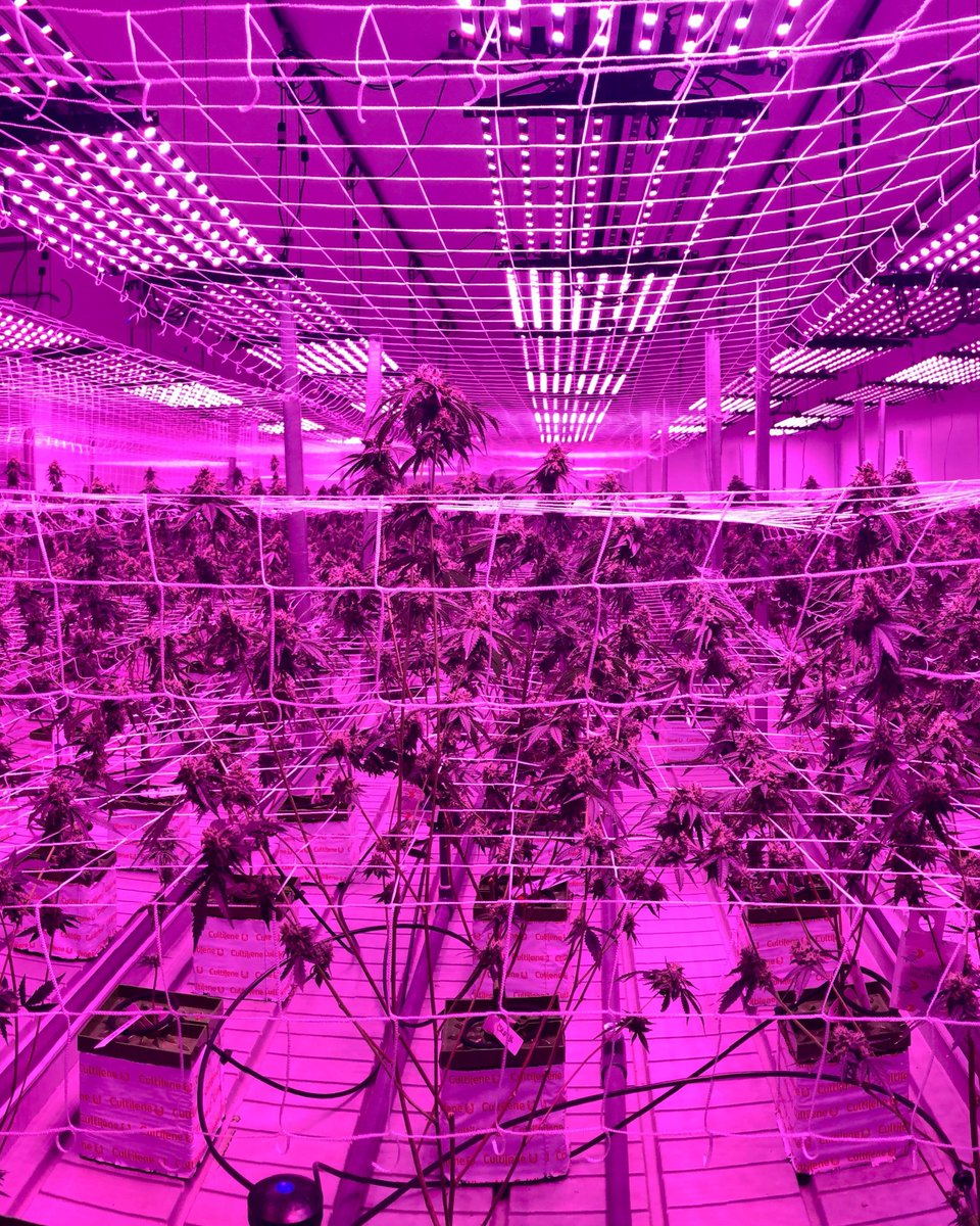 thehighroadshow's tweet photo. #THR #behindthescenes #cannabis #show #cbd #thc #jackmaxwell https://t.co/Lt7rwBVVdx