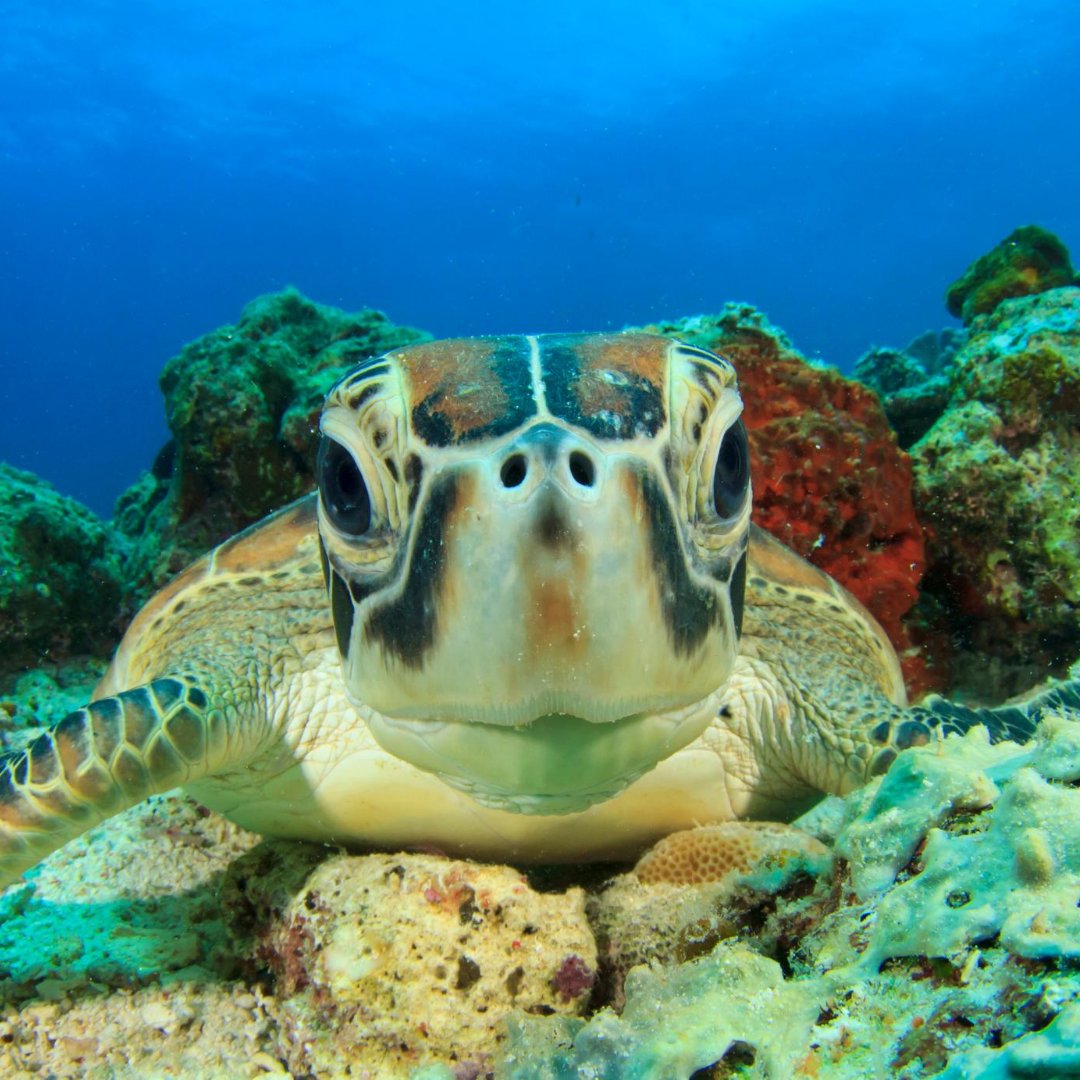 Did you know? Some species of turtles travel 16,000 km or more to dine out on their favorite jellyfish!

#OlaProperties #VisitOahu #VisitKoOlina #KoOlina #ILoveOahu #BeachBum #VisitTheIslands #ExploreHawaii #Turtles