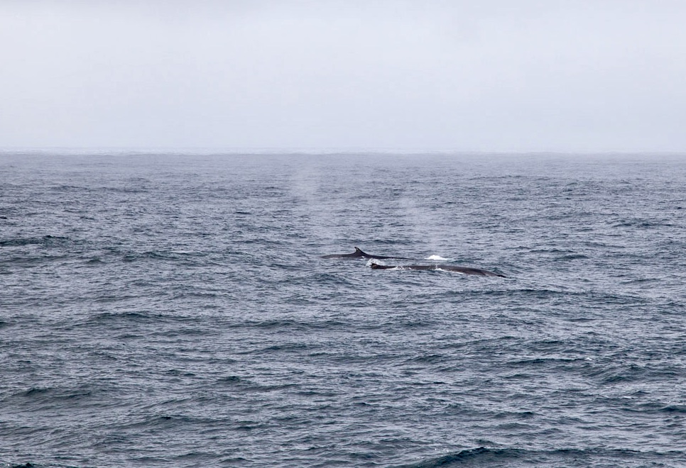 US_SciOD's tweet photo. This photo might not blow you away, but here are a few of the many whales #EXP384 has seen in the North Atlantic! π
(πΈ: Jenna Patten, #IODP #JRSO) https://t.co/M4ACZAamK7