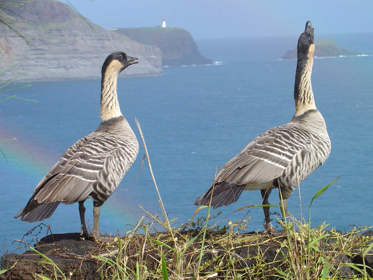 Two large gray and white birds stand on a rocky ledge overlooking the ocean.