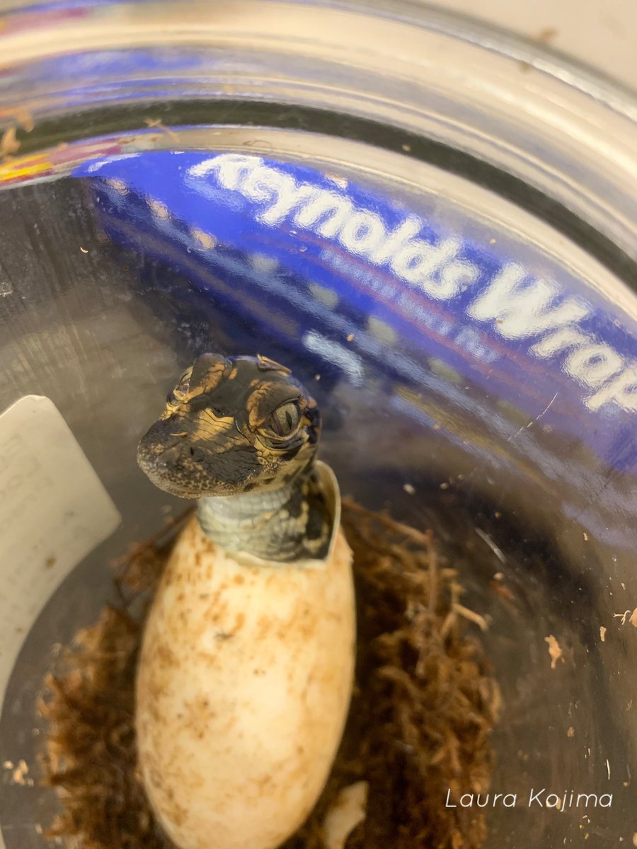 Hi everyone! It is officially hatchling season for the Parrott Lab ! Samantha Bock is going to look at at how sex promoting temperatures affect survival of these little guys. We expect 300+ hatchlings over the next month, so here is a THREAD on some gator tot facts!  #SciComm