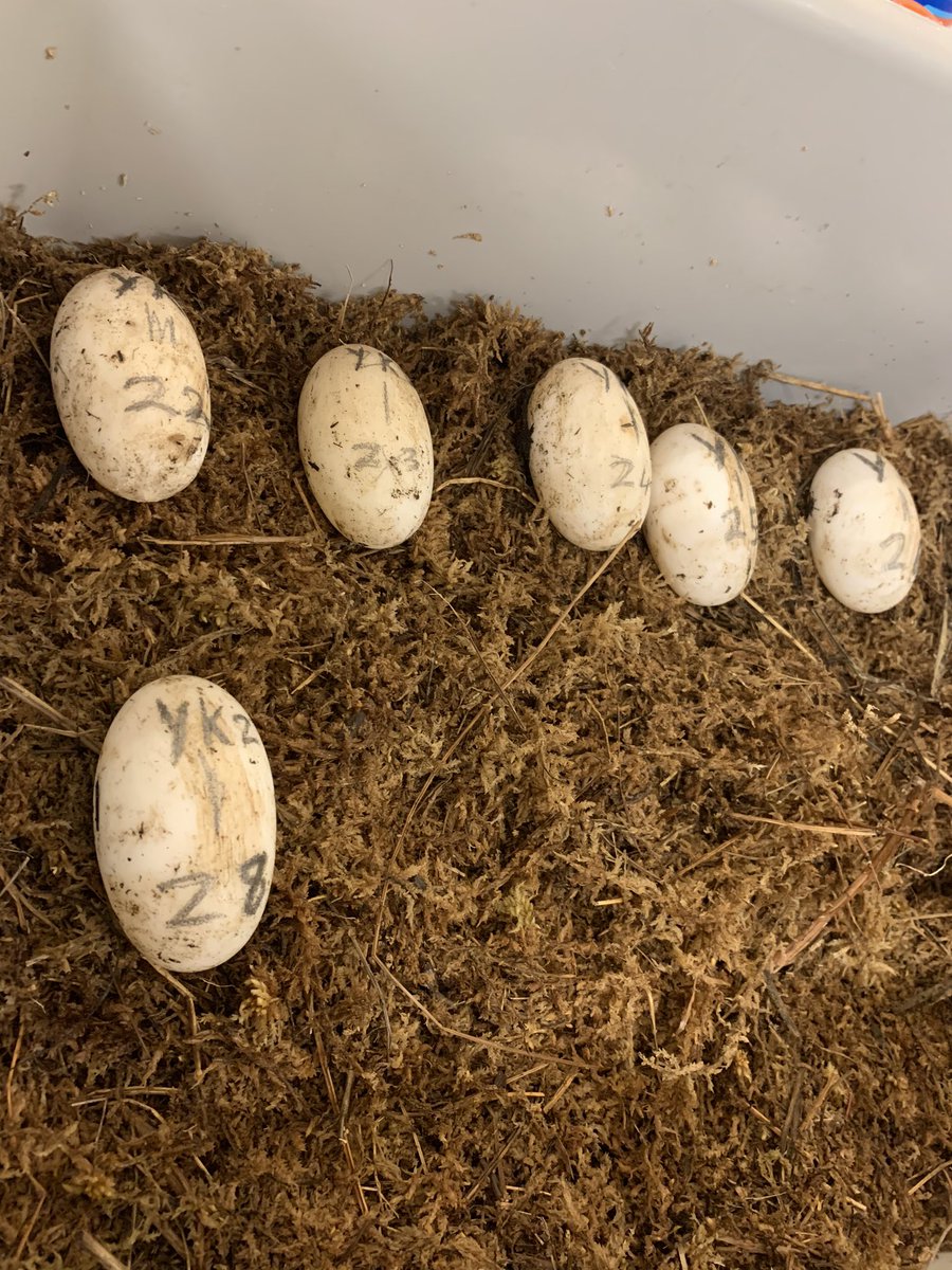 Alligators lay anywhere from 20-50 eggs in a clutch! Our biggest clutch had 50 eggs and due the energetic expense of laying eggs, the majority of them were quite small.