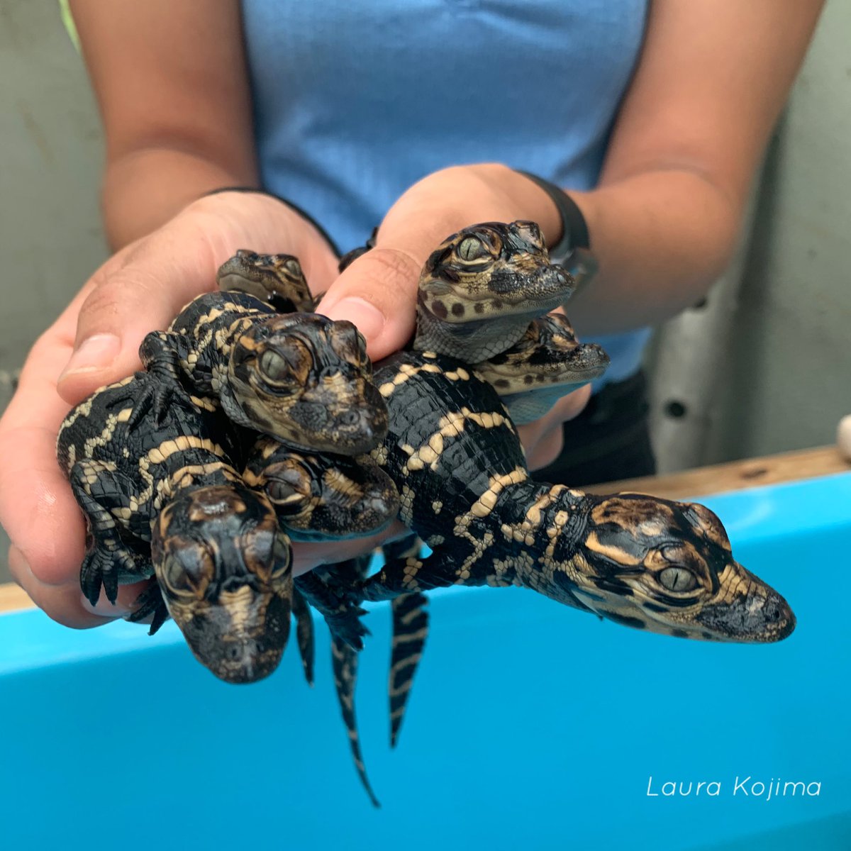 Alligators lay anywhere from 20-50 eggs in a clutch! Our biggest clutch had 50 eggs and due the energetic expense of laying eggs, the majority of them were quite small.