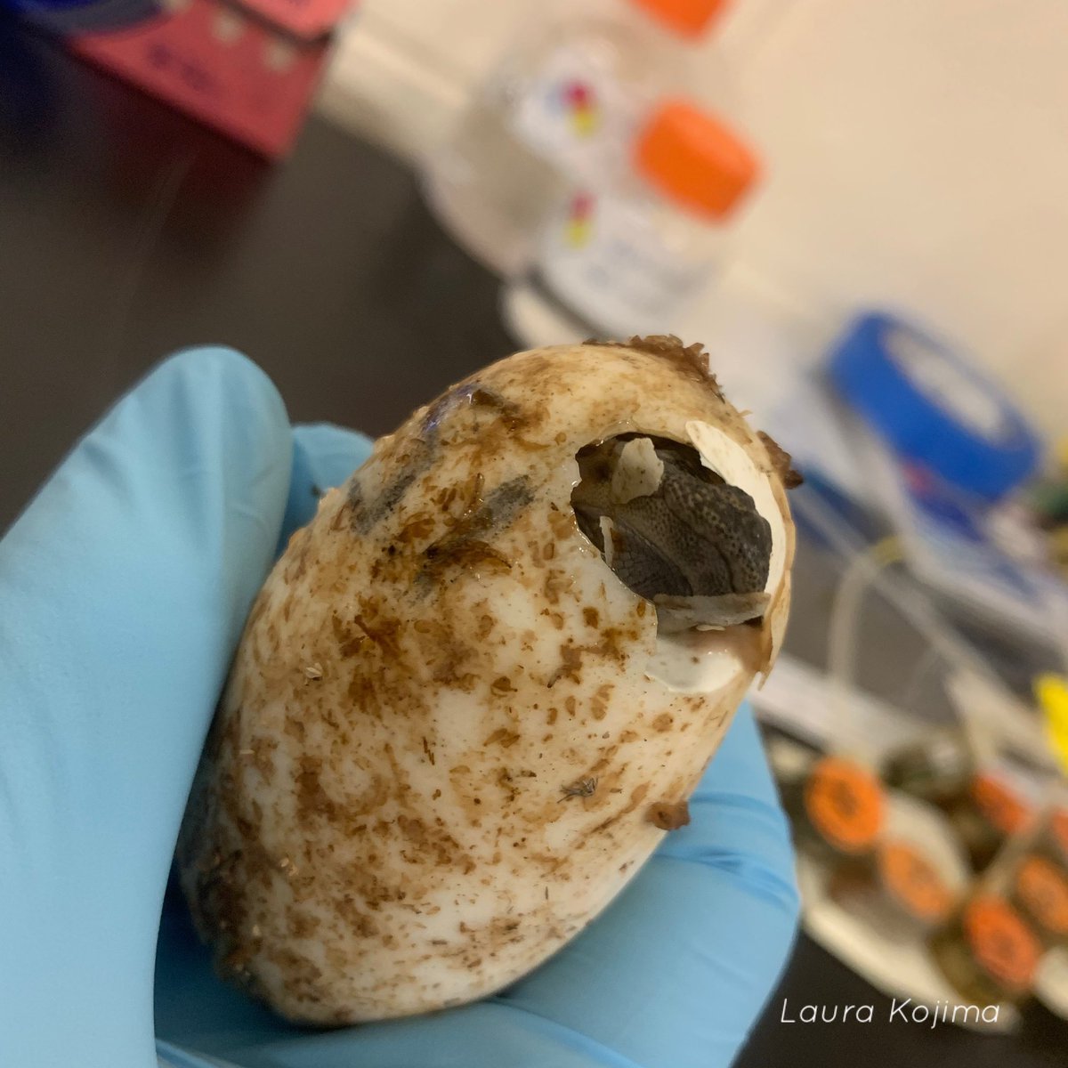 Like most egg-bearing animals, alligators are born with an egg tooth— a small cranial protuberance used to break through the egg’s surface during hatching. Here you can see some stages of the hatching process including the egg tooth itself!