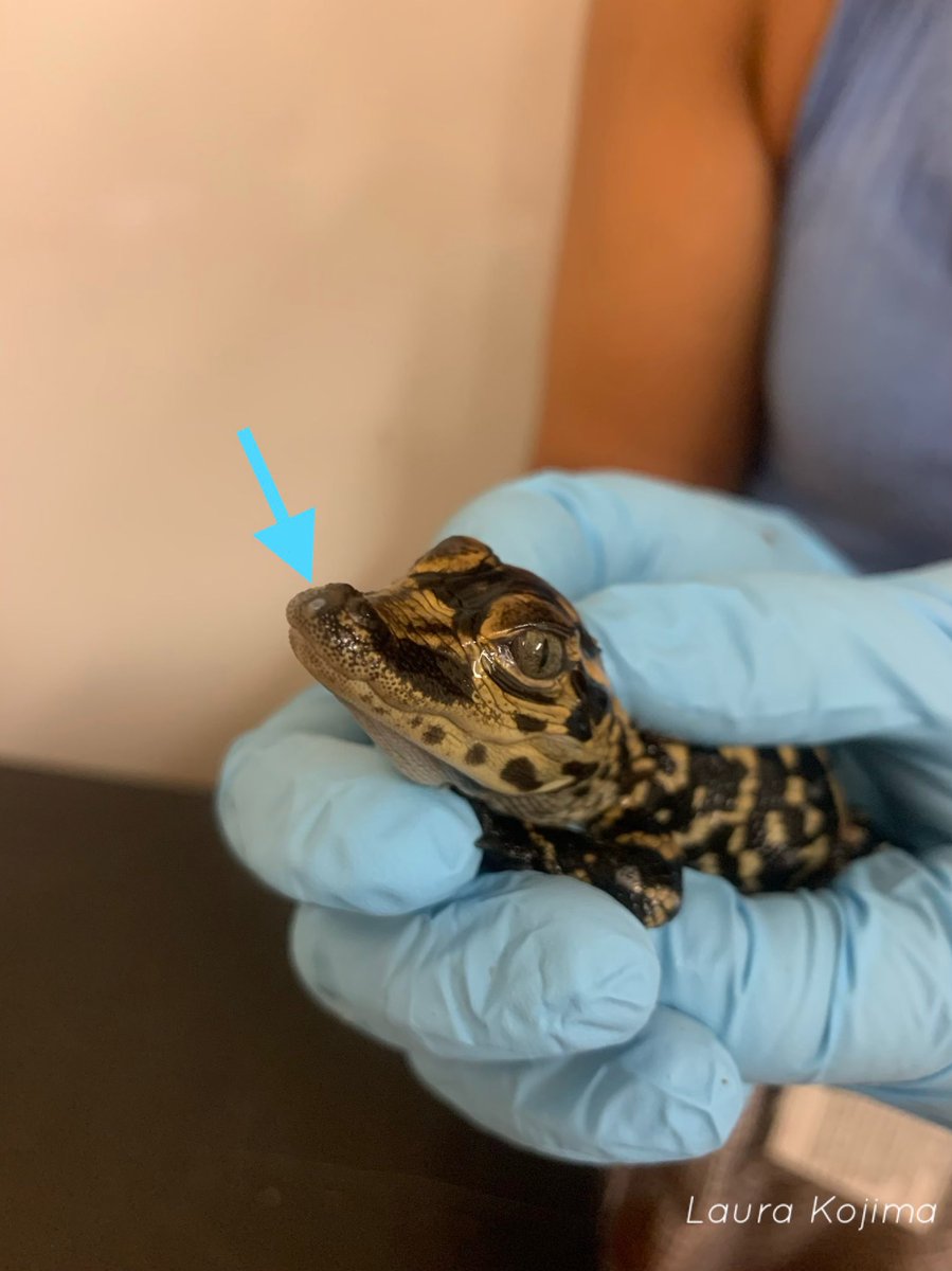 Like most egg-bearing animals, alligators are born with an egg tooth— a small cranial protuberance used to break through the egg’s surface during hatching. Here you can see some stages of the hatching process including the egg tooth itself!