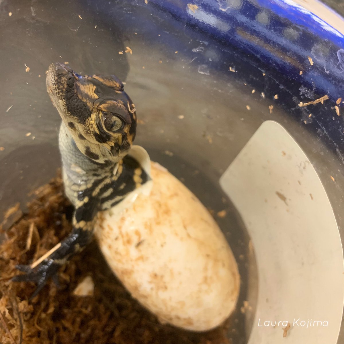 Like most egg-bearing animals, alligators are born with an egg tooth— a small cranial protuberance used to break through the egg’s surface during hatching. Here you can see some stages of the hatching process including the egg tooth itself!