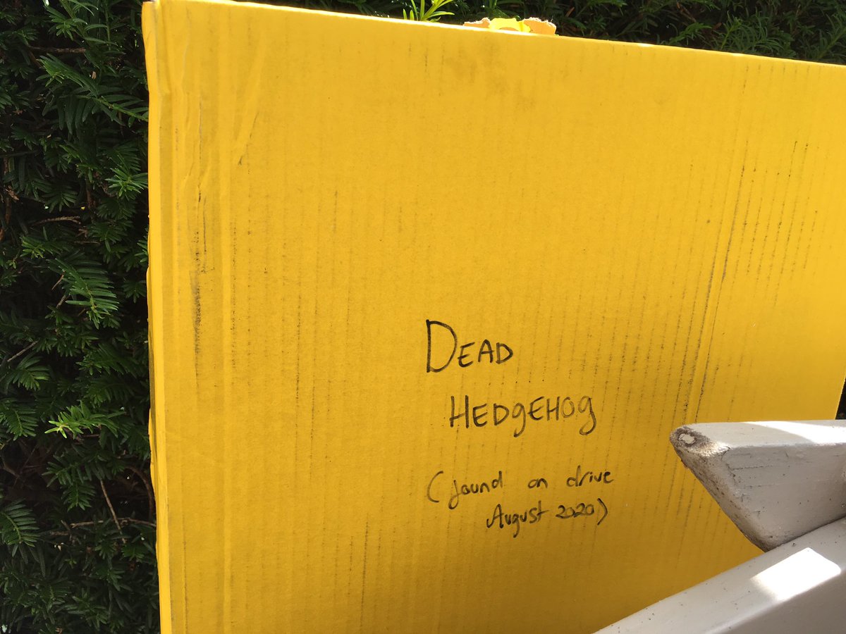 birdsrparadise's tweet image. Is this why people won’t come to@mine for play dates?😫😫 Maybe husband has a point 😫 #biologistproblems #britishwildlife #playdates #youcantakethebiologistoutofthefield #hedgehogs #hedgewatch2020