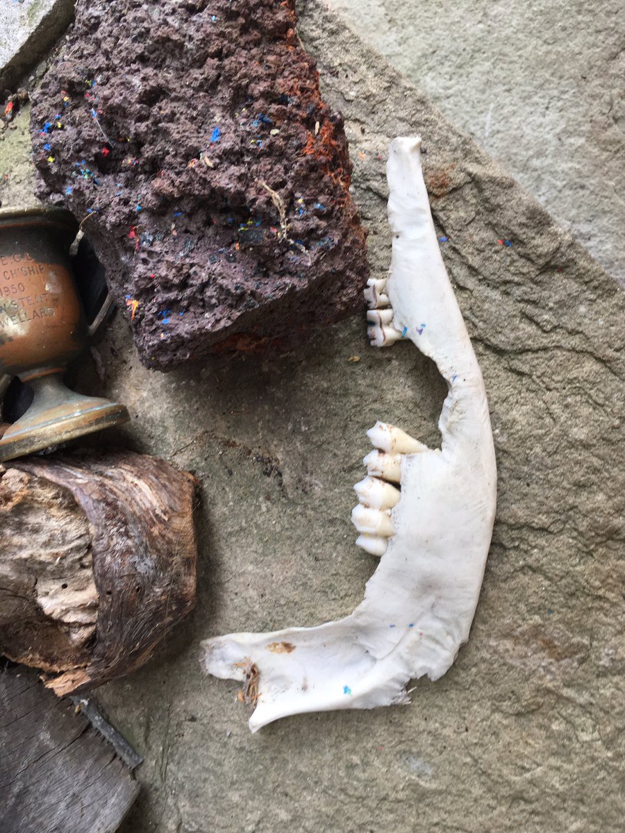 birdsrparadise's tweet image. Is this why people won’t come to@mine for play dates?😫😫 Maybe husband has a point 😫 #biologistproblems #britishwildlife #playdates #youcantakethebiologistoutofthefield #hedgehogs #hedgewatch2020