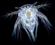 _ohcrab's tweet image. no #BioQuiz de hoje eu quero saber se vocês reconhecem qual desses NÃO é um crustáceo?