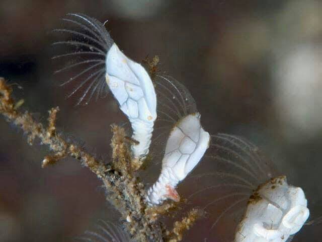 _ohcrab's tweet image. no #BioQuiz de hoje eu quero saber se vocês reconhecem qual desses NÃO é um crustáceo?