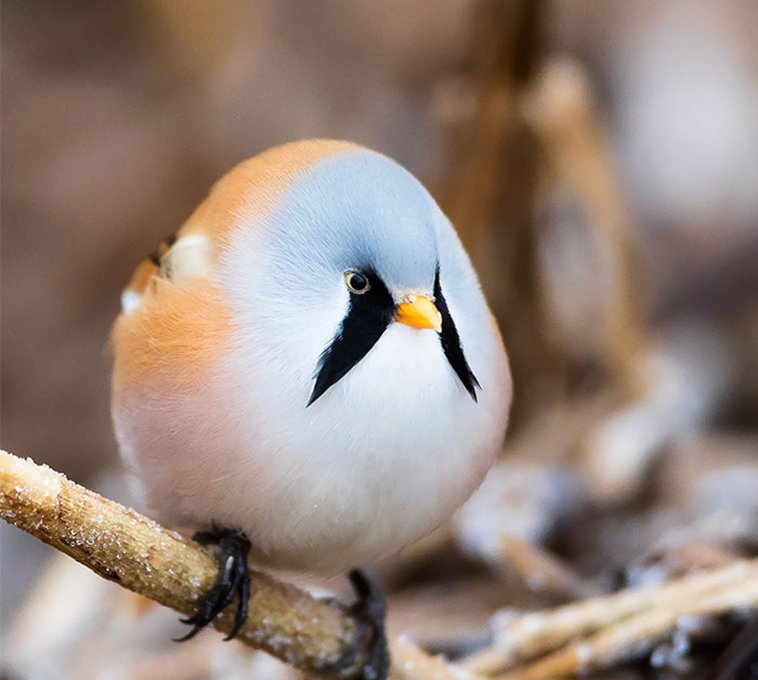 ぐるめ部長のほぼ高槻グルメガイド 丸い鳥 T Co Zglcxrispk ヒゲガラ 鳥 トリ 動物写真 T Co I23kdjn2ld Twitter