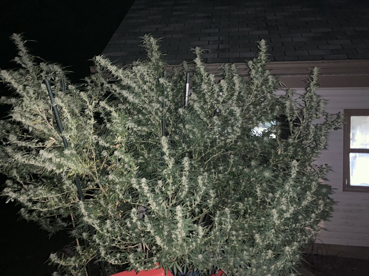 CbTreee's tweet image. I’m hoping to grow another 2.5 pounder this summer 🌞🌿💃🏻
#CannabisCommunity #cannabis #420girls #medical #marijuana #female #women #plants #grower #EnoughIsEnough #mondaythoughts #MondayVibes #MondayMotivaton