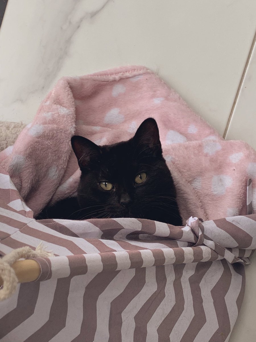 eims22's tweet photo. @SimonsCat #BlackCatAppreciationDay Aurie 💕 @Pearsew https://t.co/qgqEQnVlQN