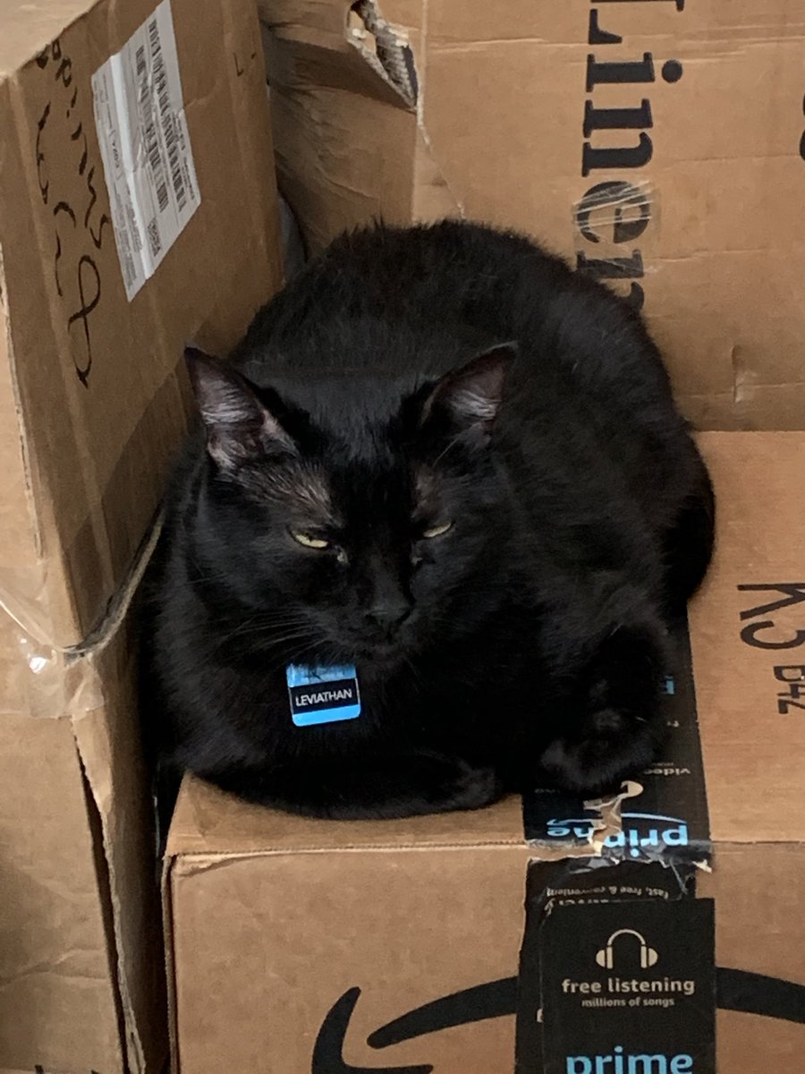 leviathanthecat's tweet photo. can i Helpe you https://t.co/FkFvw0sh6h