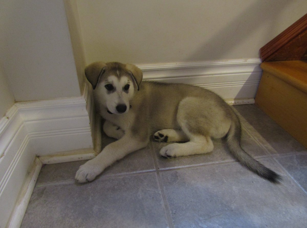 Joseph Anderson tweet media