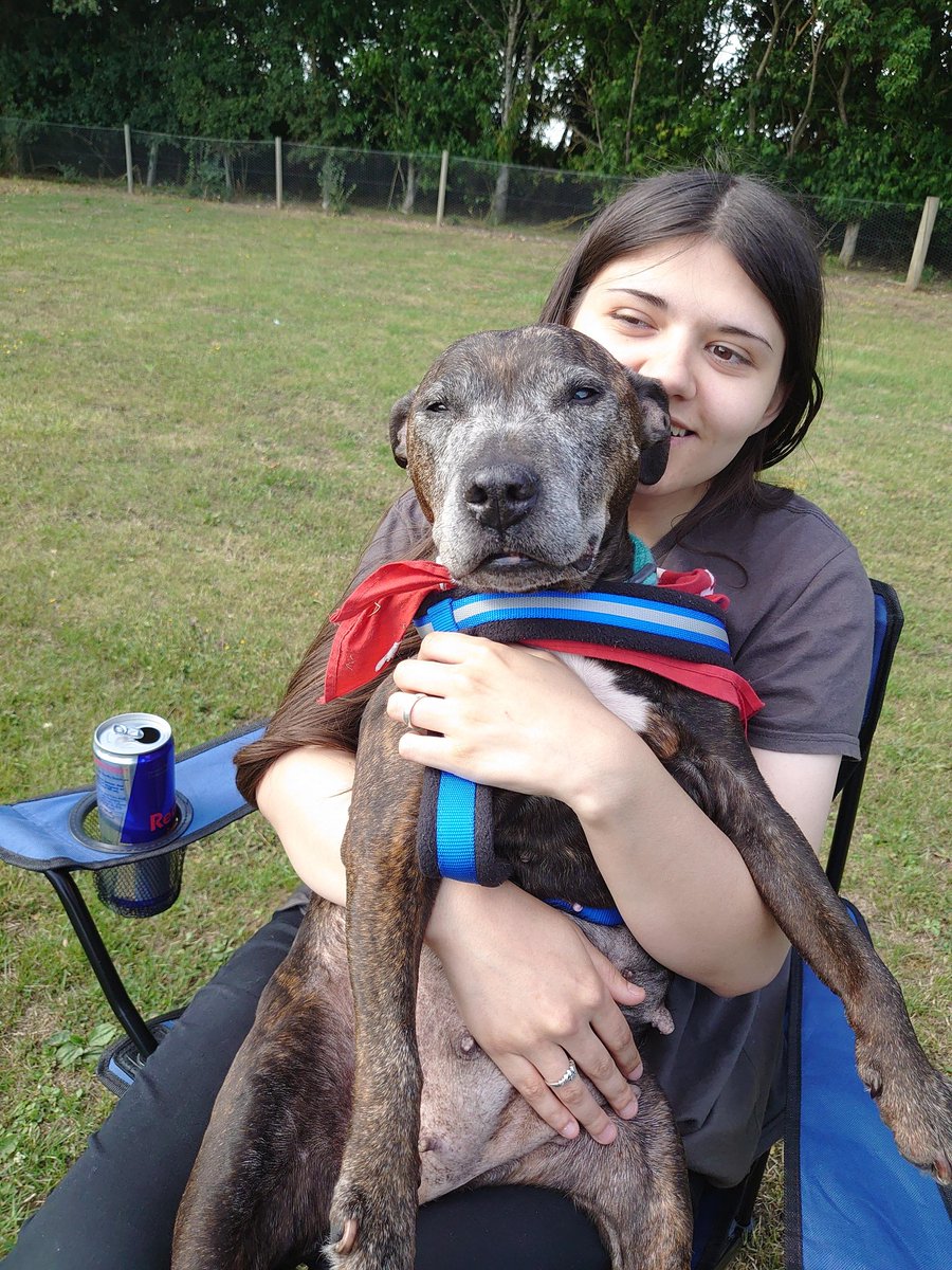 Caseyg169's tweet photo. LOOK AT HER FACE! #Staffy sun in her eyes. From the other day. #HelpRuby https://t.co/qLctGKKygm