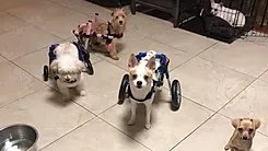 ChrissyGates8's tweet photo. "They may be old, sick, or disabled, but their lives matter too." - Willows Wings. Check out my Instagram (@where_is_chrissy_today) for more on this organization.
📷Willow's Wings Animal Sanctuary
"They may be old, sick, or disabled, but their lives matter too." - Willows Wings https://t.co/15g0p6vCOh