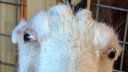 ChrissyGates8's tweet photo. "They may be old, sick, or disabled, but their lives matter too." - Willows Wings. Check out my Instagram (@where_is_chrissy_today) for more on this organization.
📷Willow's Wings Animal Sanctuary
"They may be old, sick, or disabled, but their lives matter too." - Willows Wings https://t.co/15g0p6vCOh