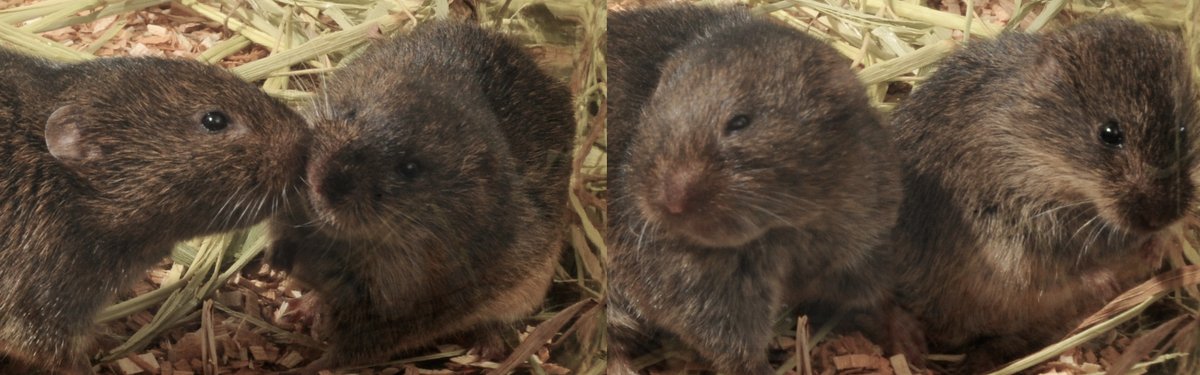 SmithLabKU's tweet photo. #CaptionThis Post your #MonogaMemes for #MicrotusMonday

Quick facts: Reproductive axis in female prairie voles is quiescent until activated by male pheromonal cues. Lesions of the vomeronasal organ disrupt mating-induced pair bonding

Work by: @ZXWang_Lab
https://t.co/FreyeLvdD9 https://t.co/31QoWLEVJt