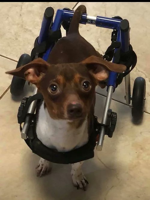 ChrissyGates8's tweet photo. "They may be old, sick, or disabled, but their lives matter too." - Willows Wings. Check out my Instagram (@where_is_chrissy_today) for more on this organization.
📷Willow's Wings Animal Sanctuary
"They may be old, sick, or disabled, but their lives matter too." - Willows Wings https://t.co/15g0p6vCOh