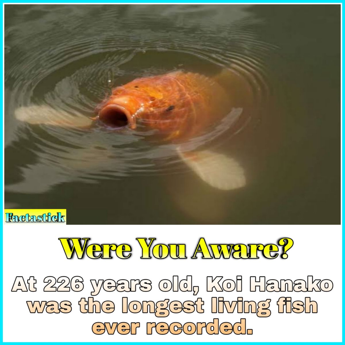 factastick_'s tweet photo. #Factastick #fish #fishing #koi #hanako #water #longest #living #world #colourfull https://t.co/5cCoPFUaqZ