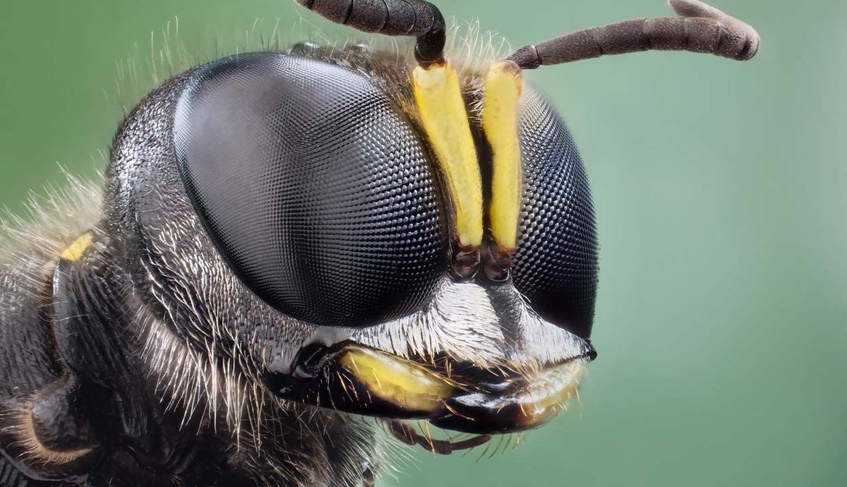 First, let’s learn more about them. Prepare to  amazed! #DYK bees’ tiny wings can beat 200 times a second & they detect motion 6x quicker than us? Their five, hairy eyes can detect ultraviolet light, the sun behind clouds  & possibly even wind direction!
