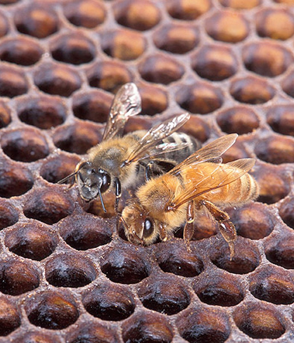 Though some bees are solitary, most bees live in highly structured communities of more than 15,000 individuals. Each of these societies is called a ‘colony’ & cooperates to raise young, collect & store food, & even to produce honey!  https://myanimals.com/animals/wild-animals-animals/invertebrates/the-amazing-and-complex-social-structure-of-bees/ Scott Bauer