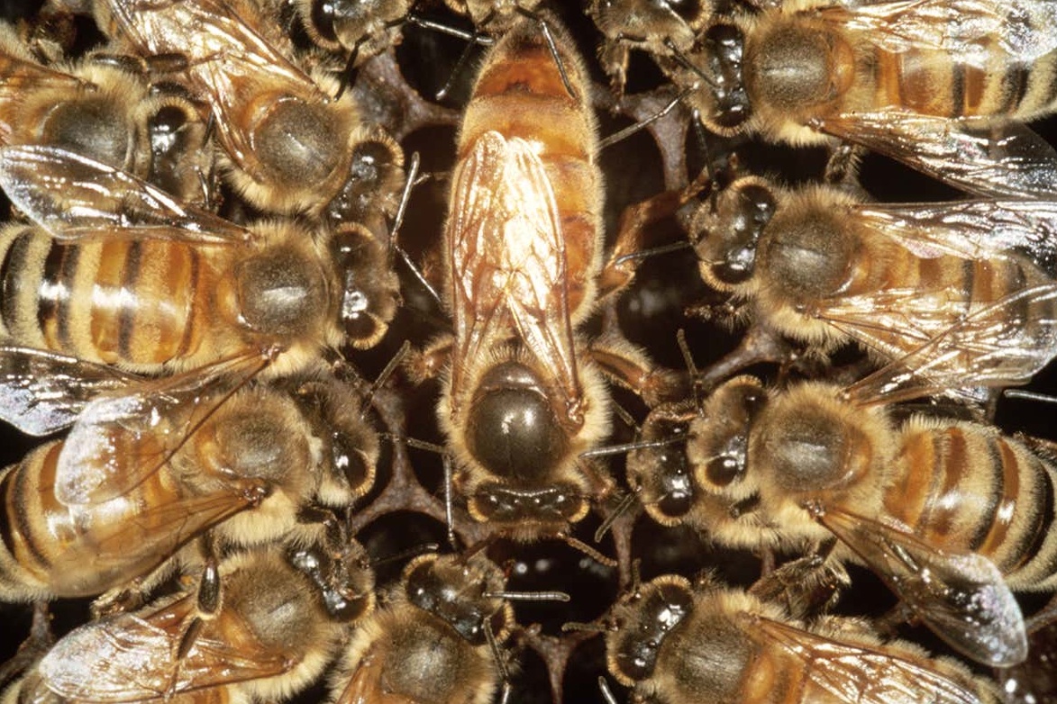 Amazingly, these societies are almost entirely female! You’ll know there’s only one queen bee in each hive, but  #dyk the infertile worker bees are also female? Male bees, called ‘drones’, play one role only: fertilizing the queen bee. #feminism? John B Free