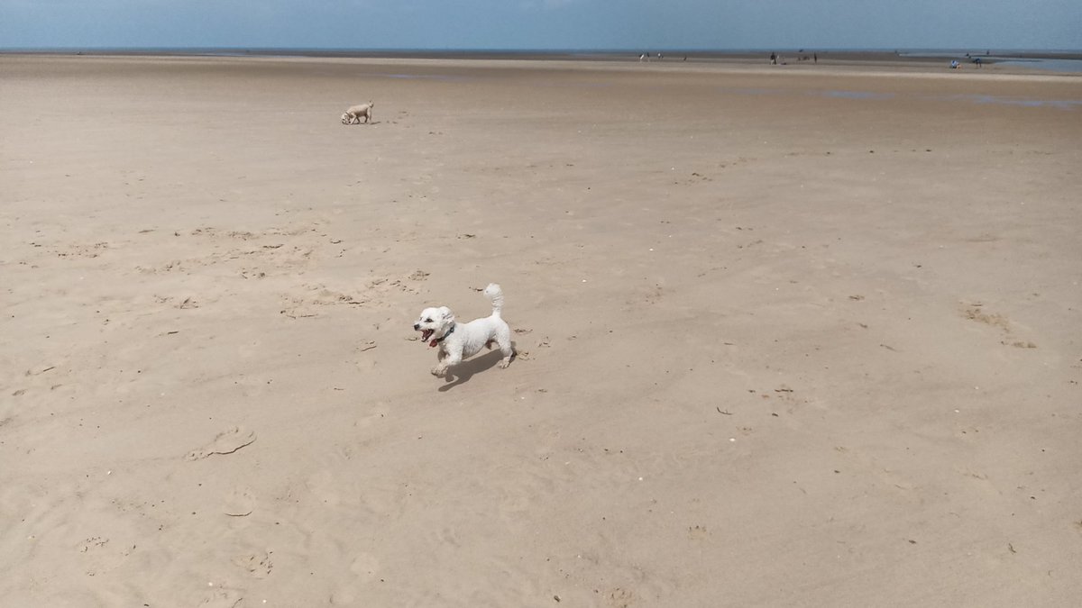 Bill Dale tweet media