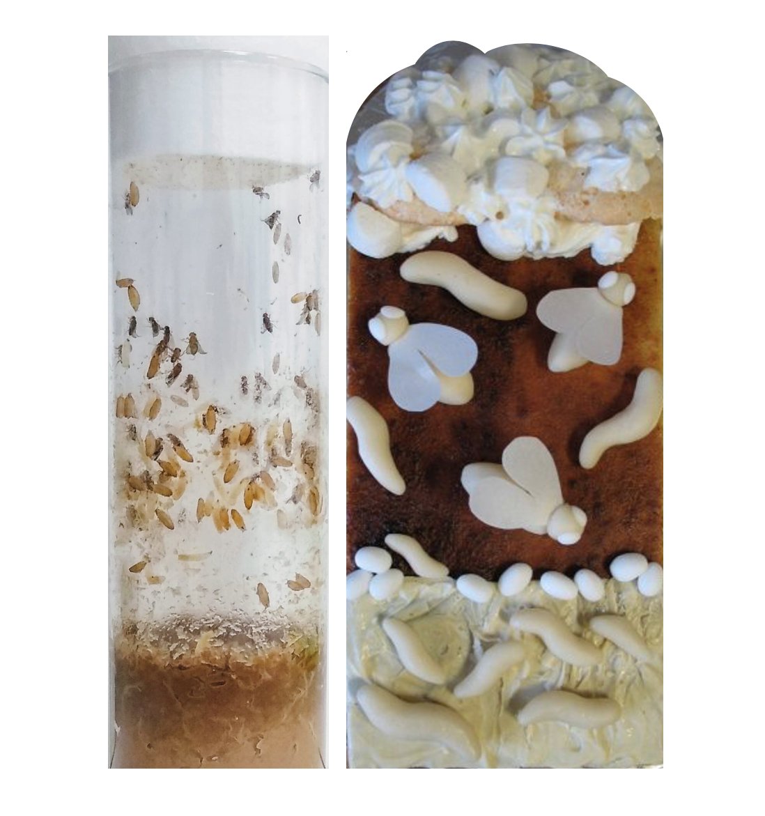 MRC_LMS's tweet photo. More #ScienceBaking - here is a #Drosophila vial cake, complete with eggs, larvae and adult flies! #EdibleLifecycle https://t.co/G5it95kCRT
