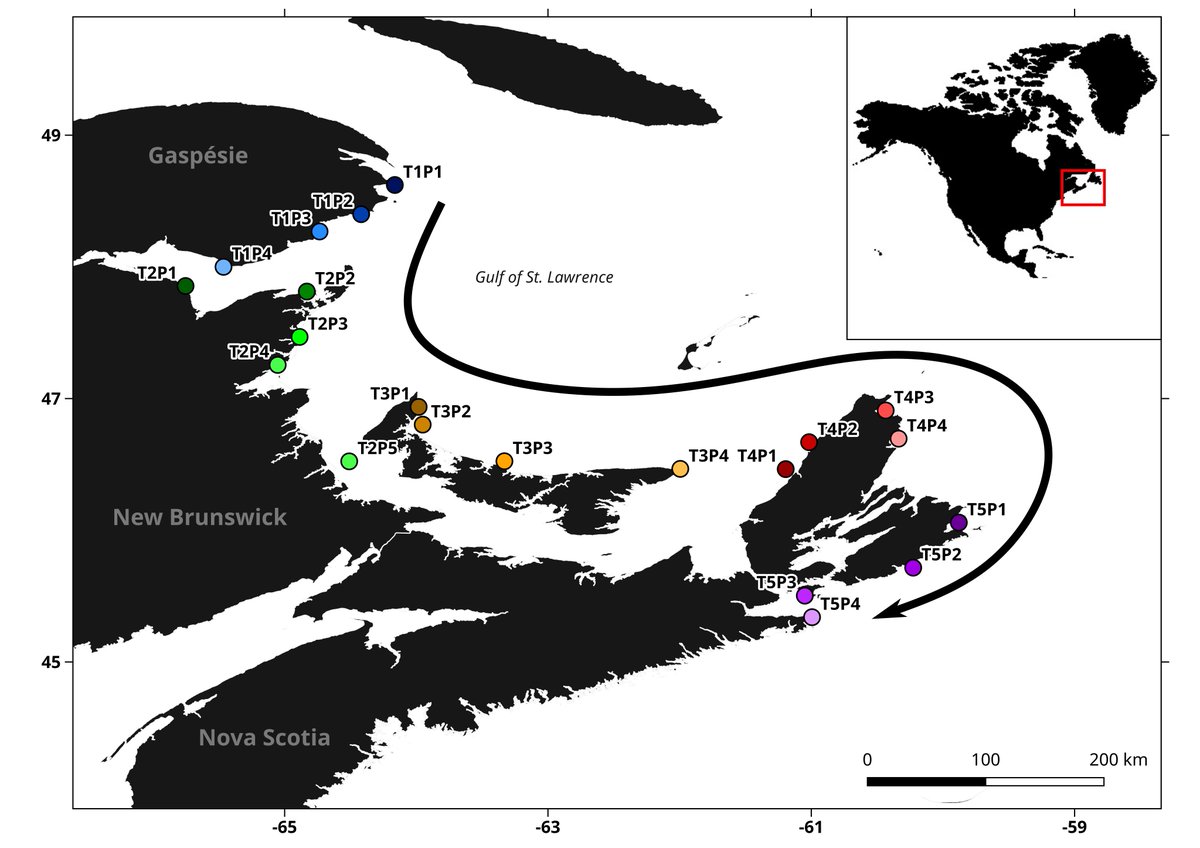 LaboBernatchez's tweet image. New from the lab: onlinelibrary.wiley.com/doi/full/10.11… in @molecology 
From RAD-like data on #lobster, @YannDorant et al identified copy-number variants and found that some #CNVs loci showed fine-scale population structure associated with thermal variance. #StructuralVariants #Environment