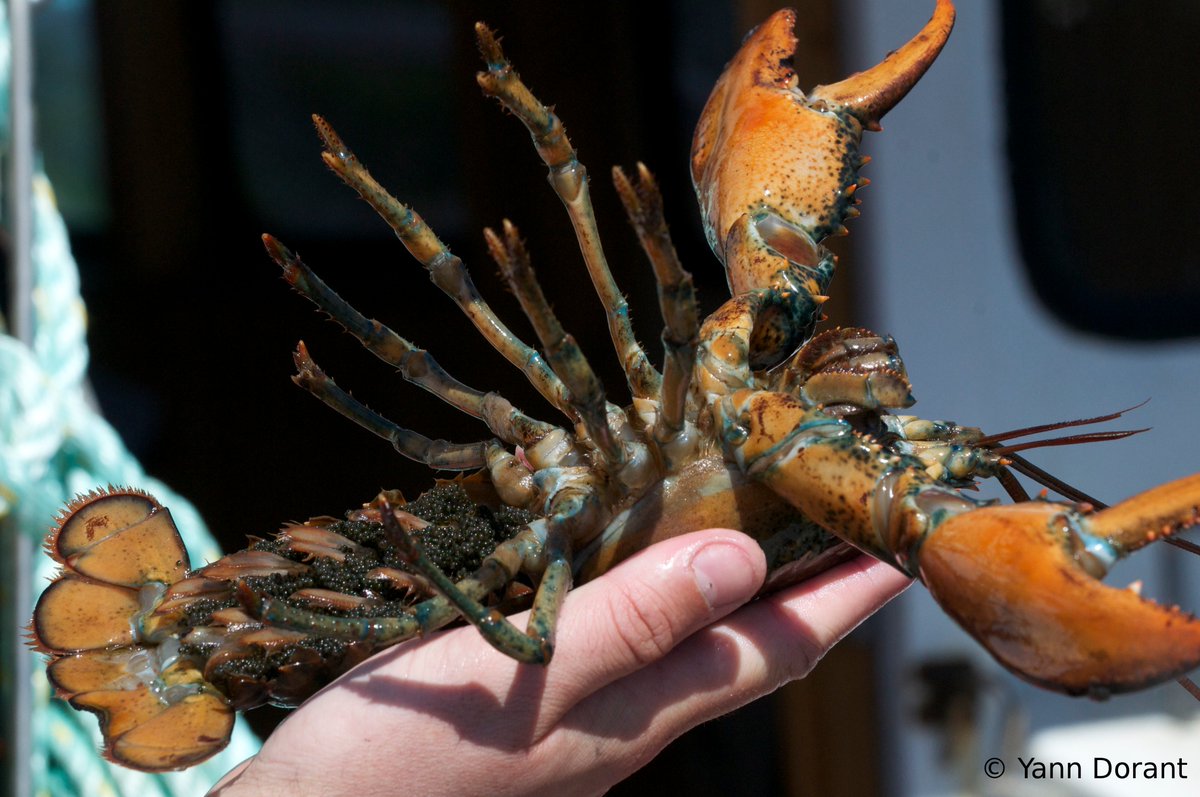 LaboBernatchez's tweet image. New from the lab: onlinelibrary.wiley.com/doi/full/10.11… in @molecology 
From RAD-like data on #lobster, @YannDorant et al identified copy-number variants and found that some #CNVs loci showed fine-scale population structure associated with thermal variance. #StructuralVariants #Environment