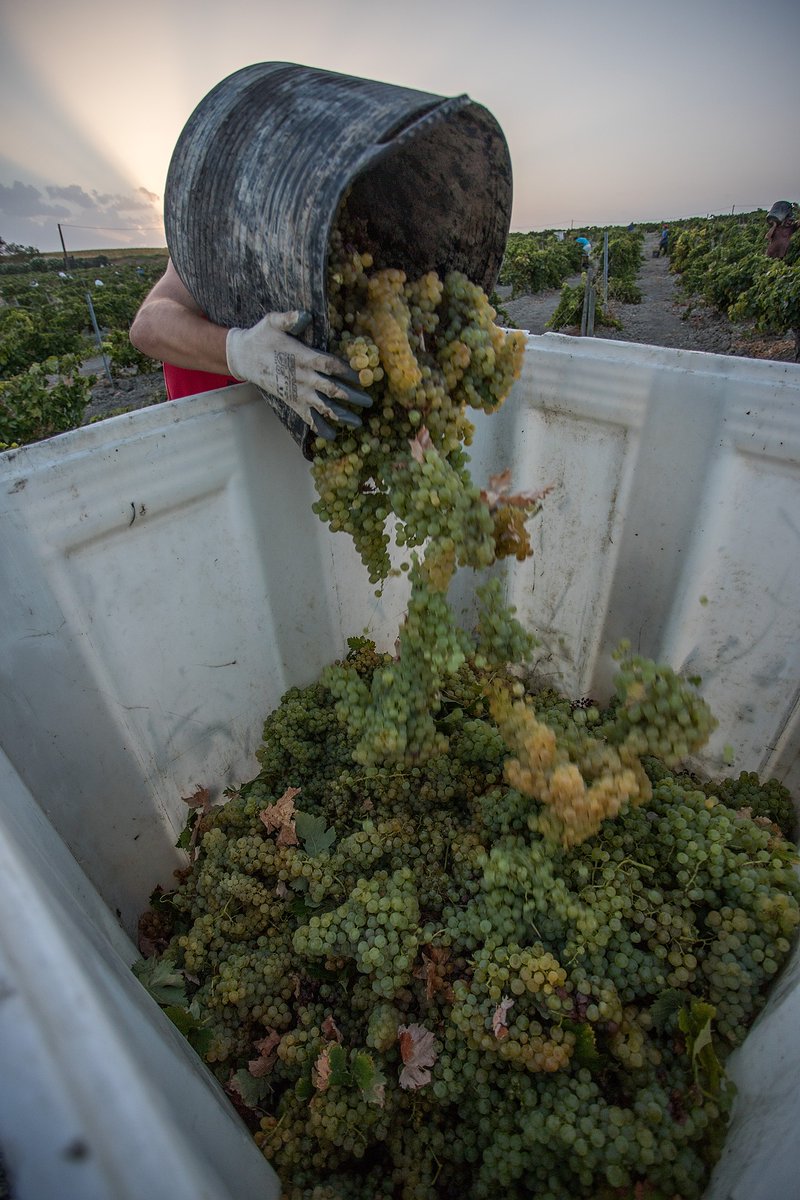 The harvest is underway in Jerez! Our Palomino Fino grapes 🍇 are one step closer to becoming Tio pepe and some of our fabulous sherries! #2020vintage